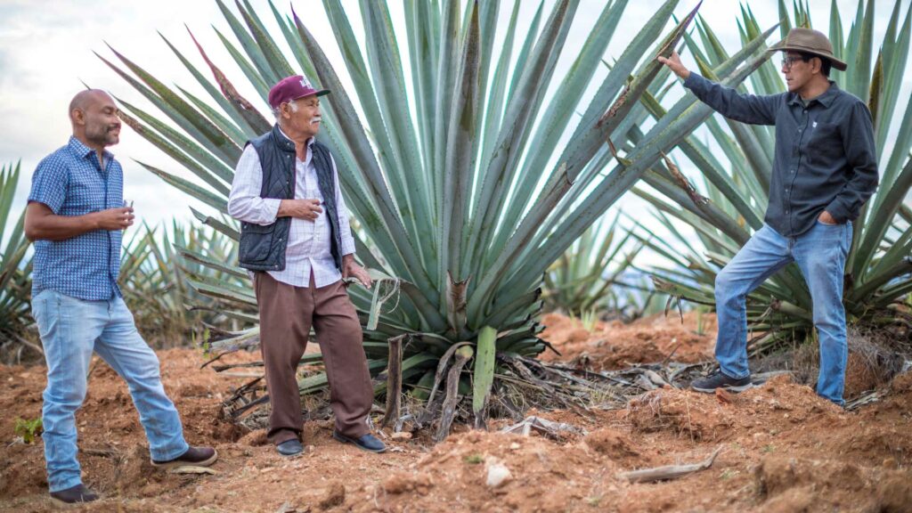 palenque-spirits-palenqueros-al-lavoro-coqtail