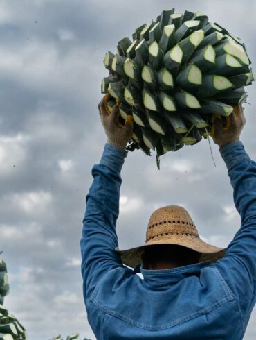 cocuy-distillato-agave-venezuela-coqtail